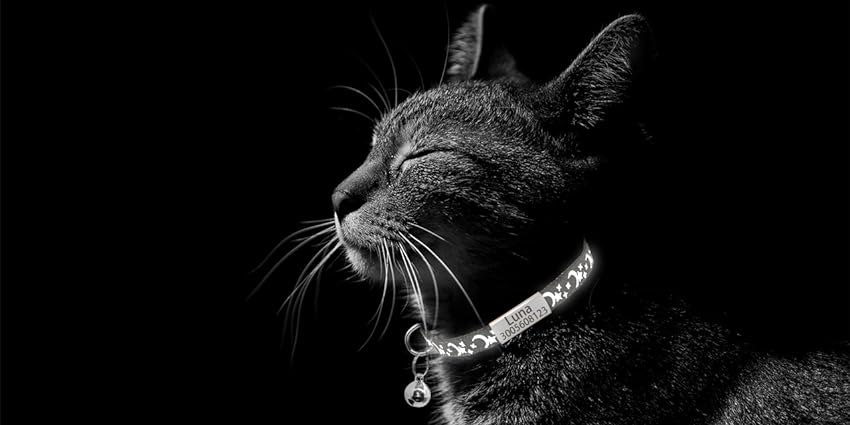 Cat Collar