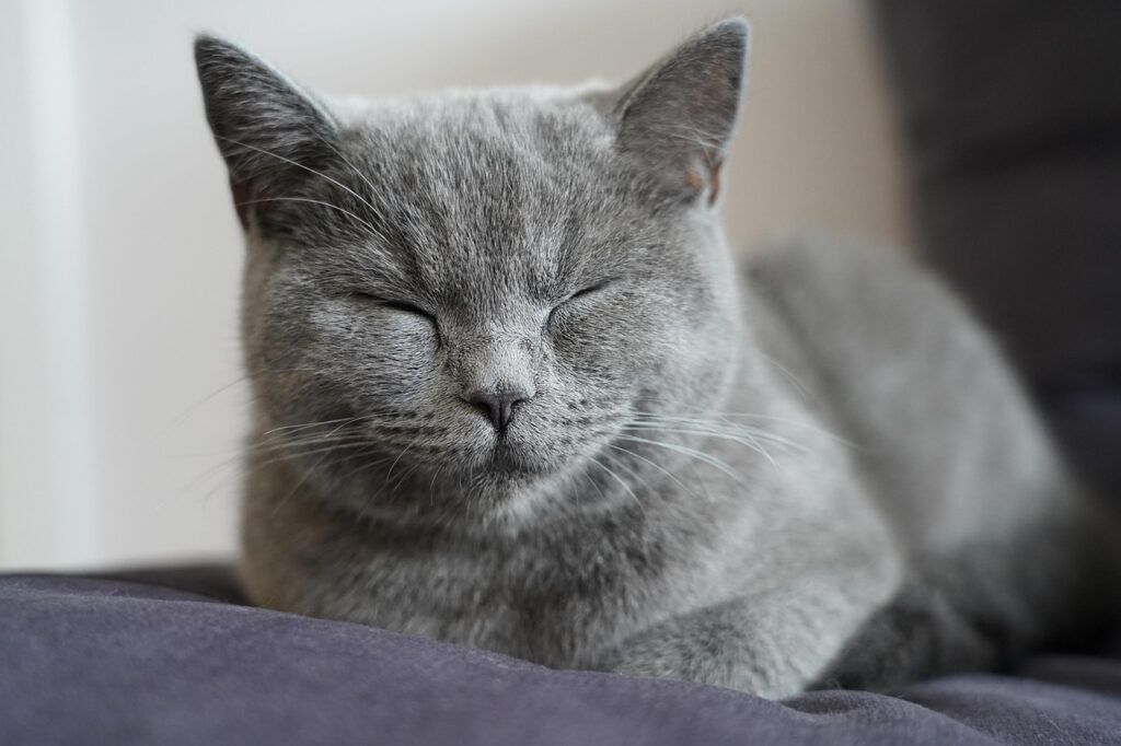 CAT BEHAVIOR 1 Cat |why does my cat sleep on my bed